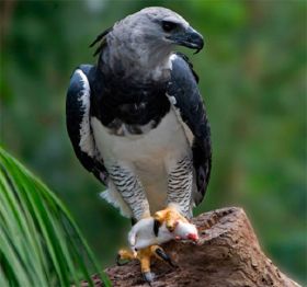 Harpy Eagle in Panama – Best Places In The World To Retire – International Living